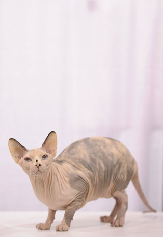 Illustration for article titled Meet Cats With Attitude At Meet The Breeds